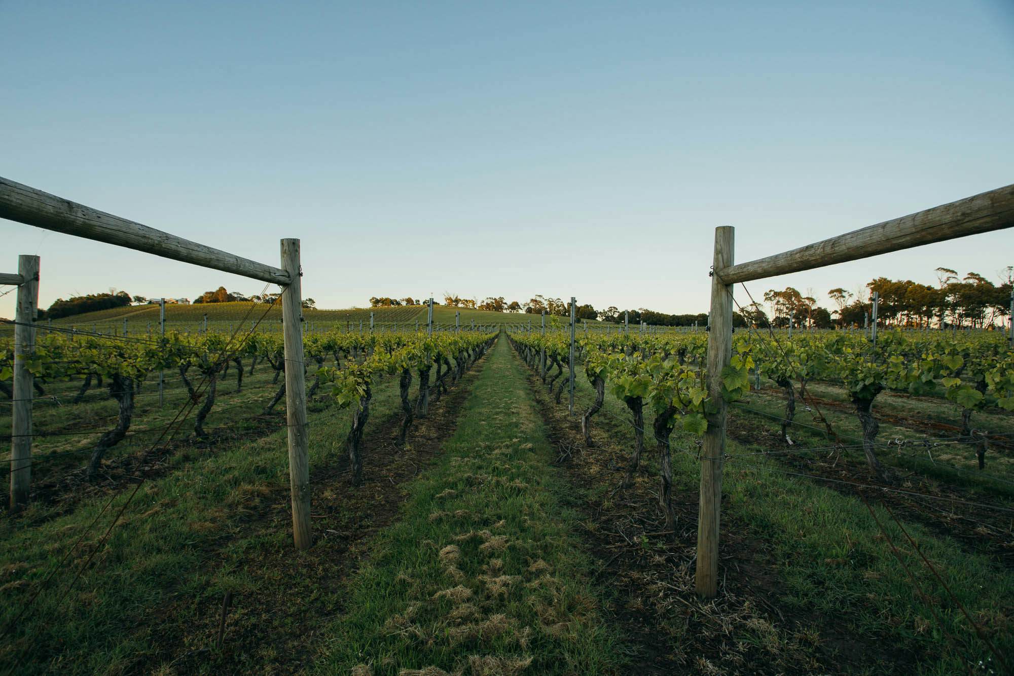 Tasmanian sparkling wine named best in the world